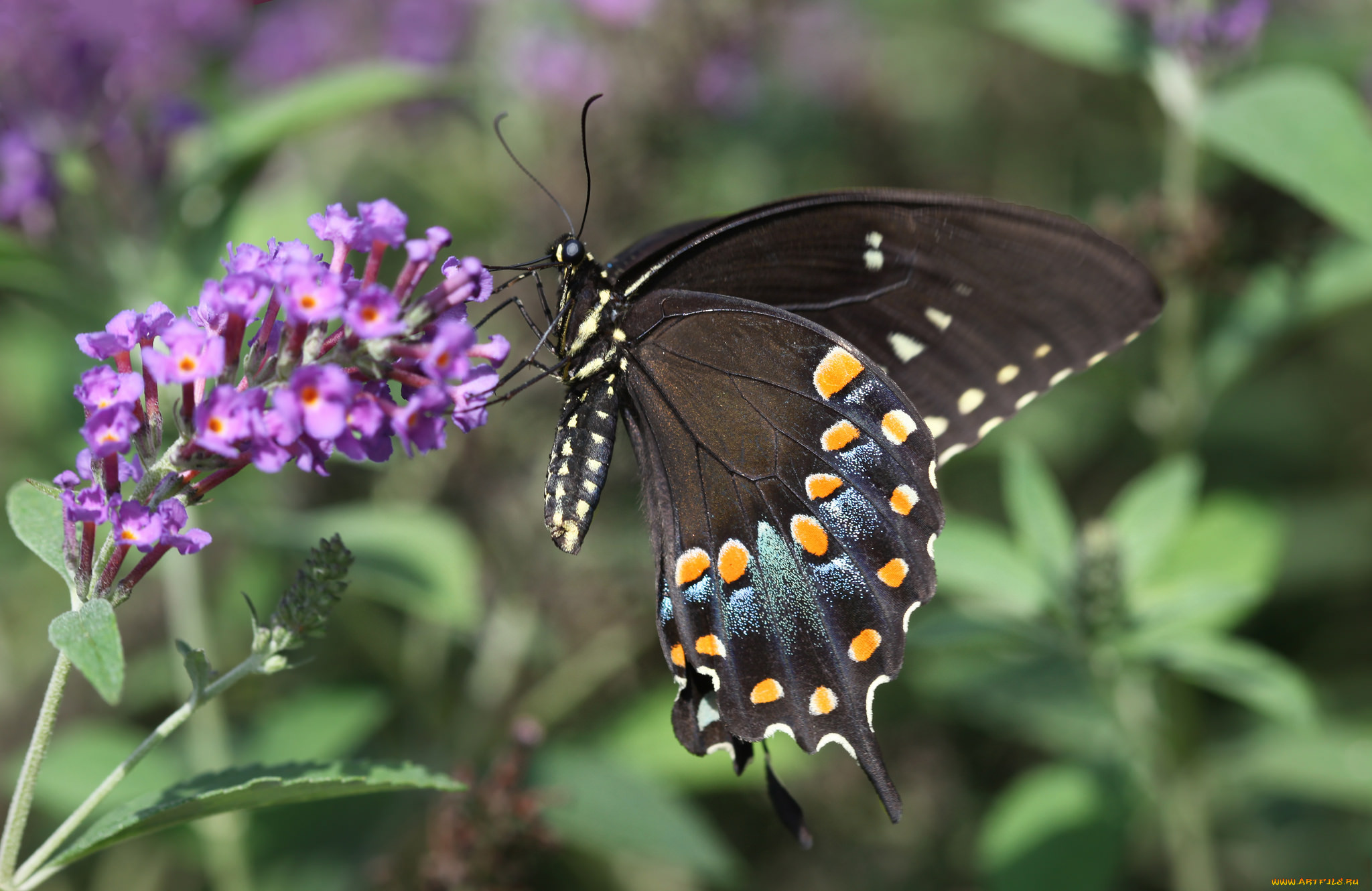 Бабочки фиолетового цвета. Сиреневые бабочки. Бабочка фиолетовая. Бабочка на цветке. Обои на рабочий стол бабочки.